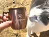 Moscow-Mule-CAT-logo